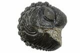 Wide Enrolled Morocops Trilobite - Morocco #296624-1